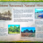 Natural History marker